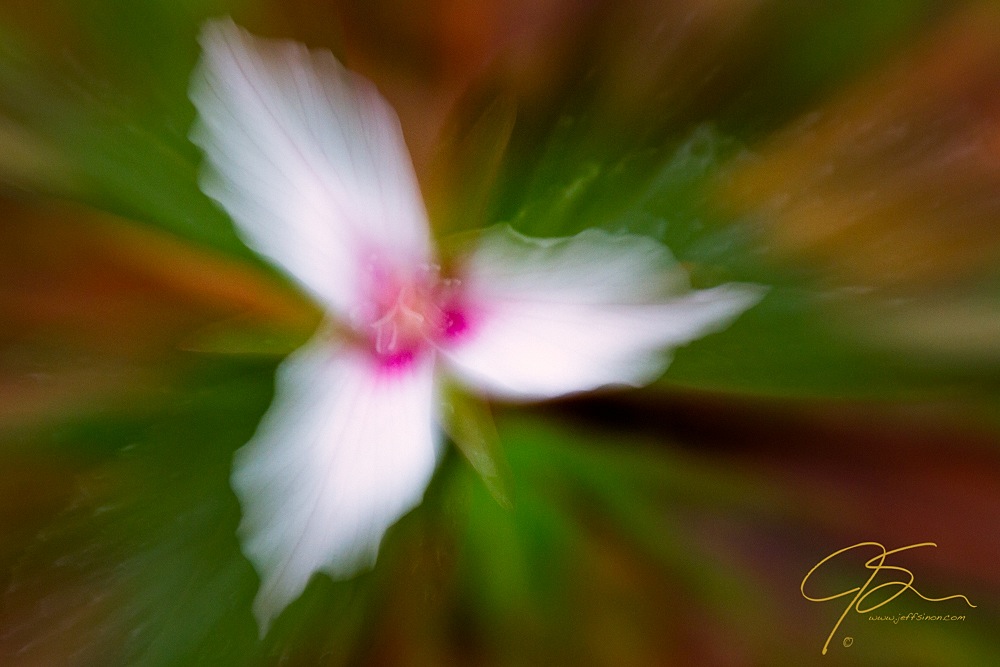 Zooming in on a flower