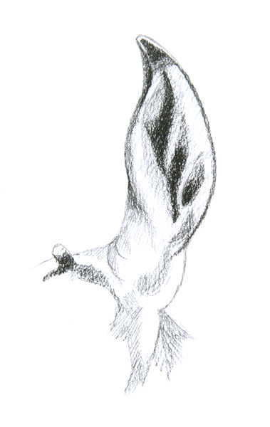 Drawing of a pronghorn antelope's ear
