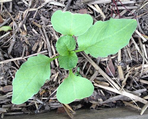 Radish seedling