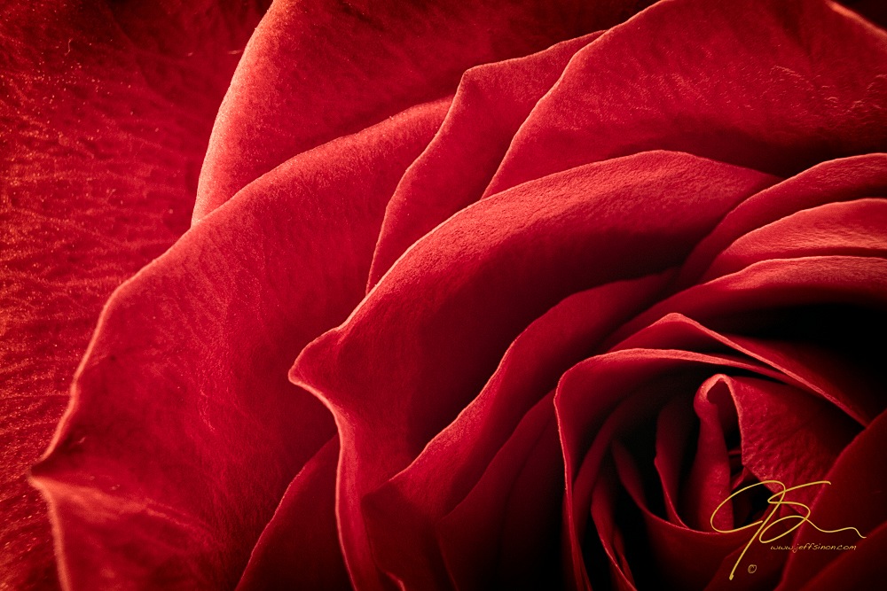 Stunning close-up of a rose on Craftsy!