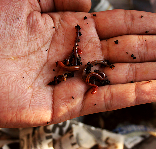 Gardner holding red worms for composting