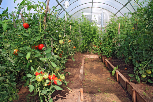 Tomatoes in a Greenhouse