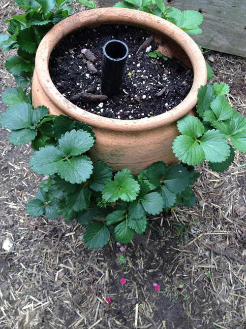 strawberry plants in strawberry pot