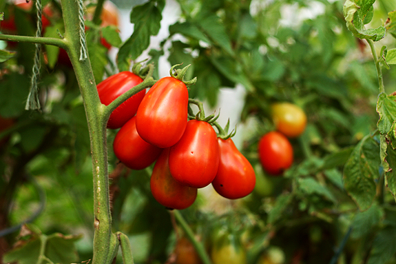 Red tomatoes growing on the vine