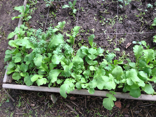 salad greens growing in square foot bed