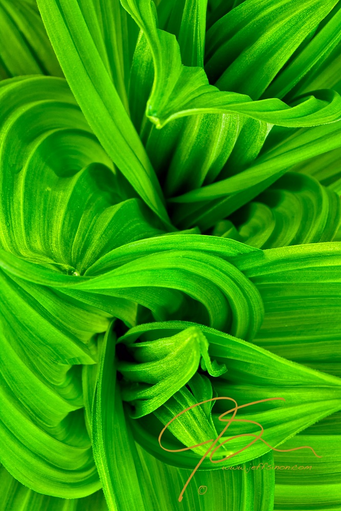 Abstract image of a springtime plant - Craftsy.com