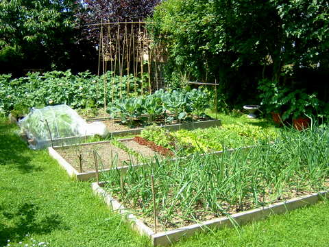 Early June garden with raised beds for crop rotation