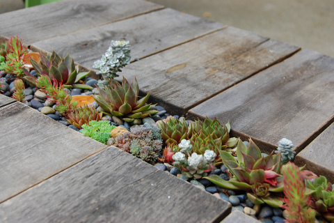 Succulent table by FarOutFlora on Flickr Creative Commons