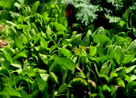 Crop rotation is good for lettuces and other foods.