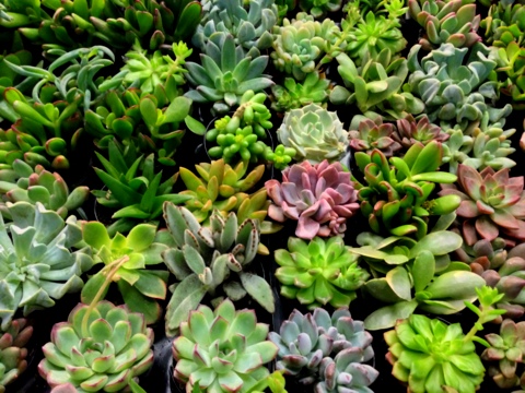 gardening with succulents gives you lots of plant options