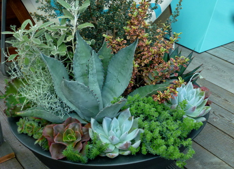 Contemporary container with agaves, echeverias, sedums and other plants