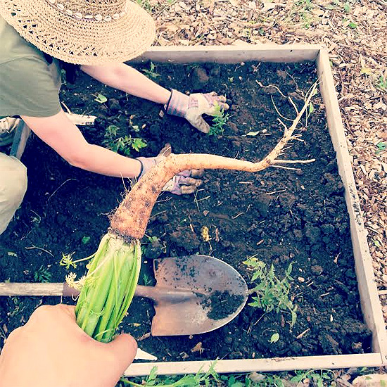 Harvesting carrots