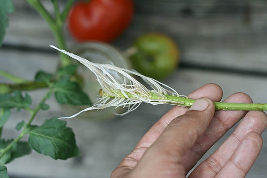 tomato roots