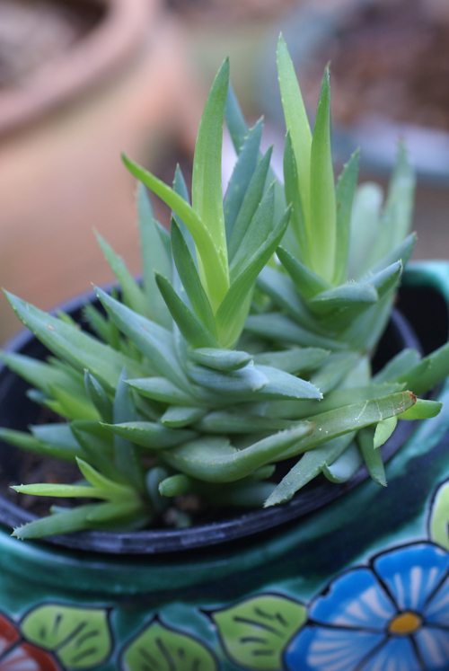 Aloe in a pot