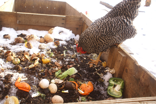 compost box with chicken