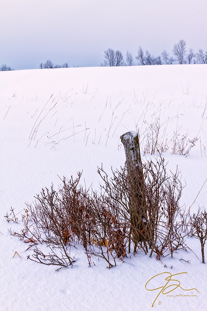 Lone fence post in a winter pasture.