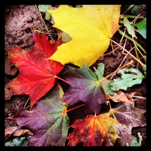 colorful leaves