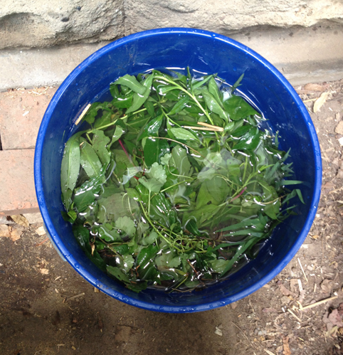 various weeds in a bucket with water