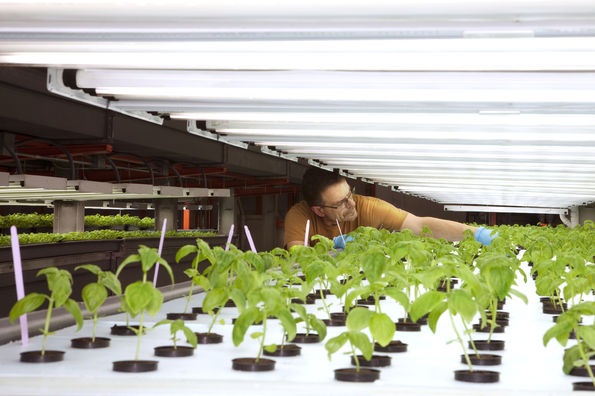 plants growing under grow light