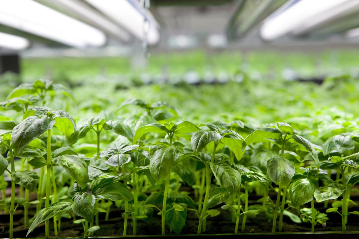 Basil growing under grow lights