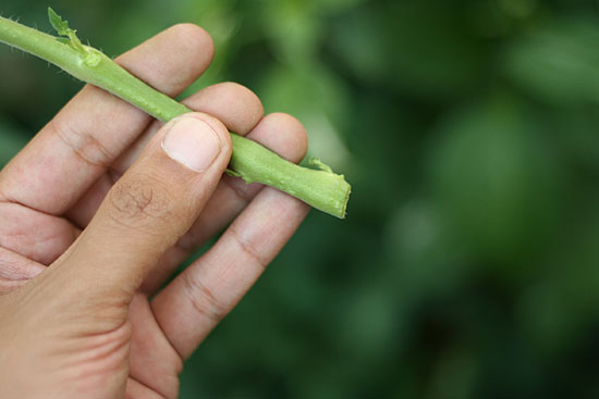 tomato cutting