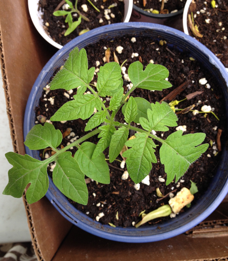 tomato seedling