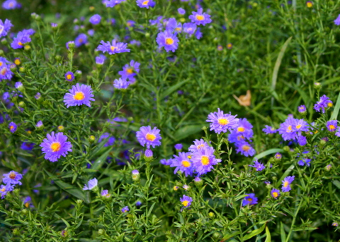 Asters attract many seed-eating birds to the garden