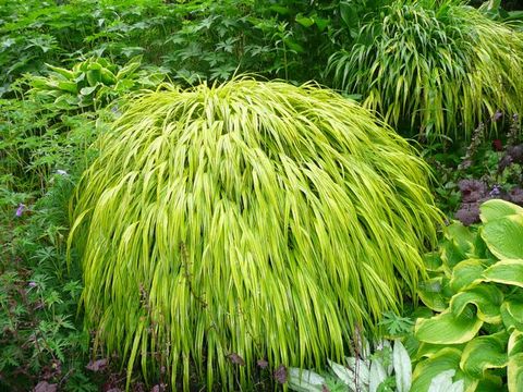 Japanese Forest Grasses are plants with fabulous foliage.
