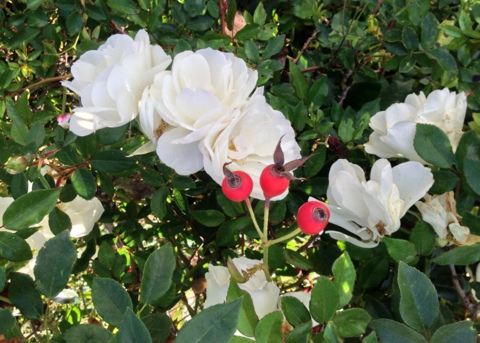 Rose hips attract birds in fall and winter