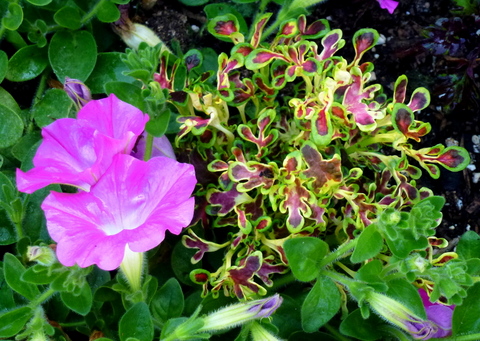 Under the Sea Red Coral coleus with bright pink petunia