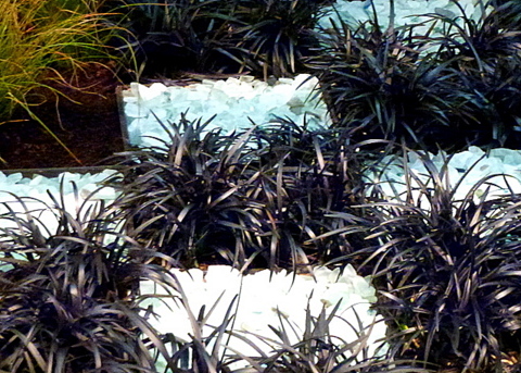 Black mondo grass with white rocks