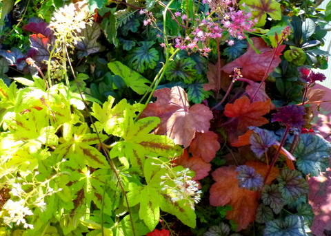 Coral bells are plants with different leaf colors and sizes.