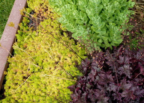 Coral bells and sedum have fabulous foliage