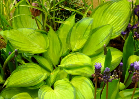 Hosta and spring bulbs show off foliage