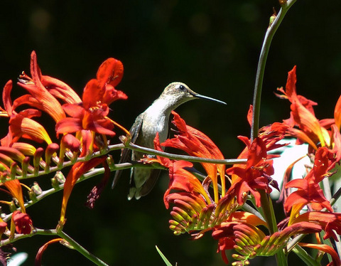 Hummingbird sits on croscosmia 'Lucifer' blossom