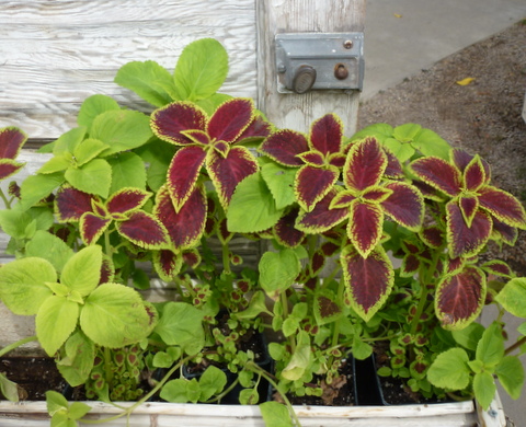 Coleus with fabulous foliage