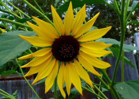 Sunflowers are some plants that attract birds 