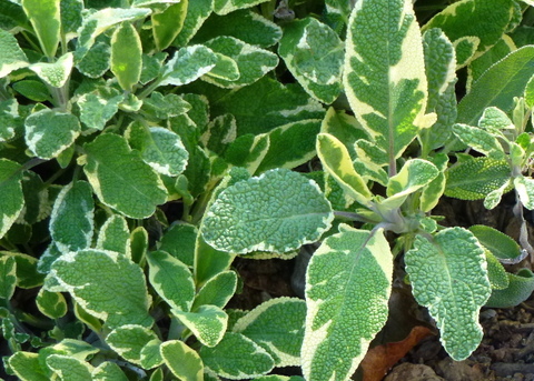 'La Crema' variegated sage with attractive foliage