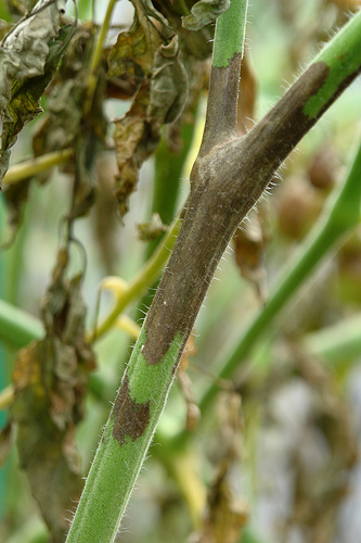 tomato plant with blight