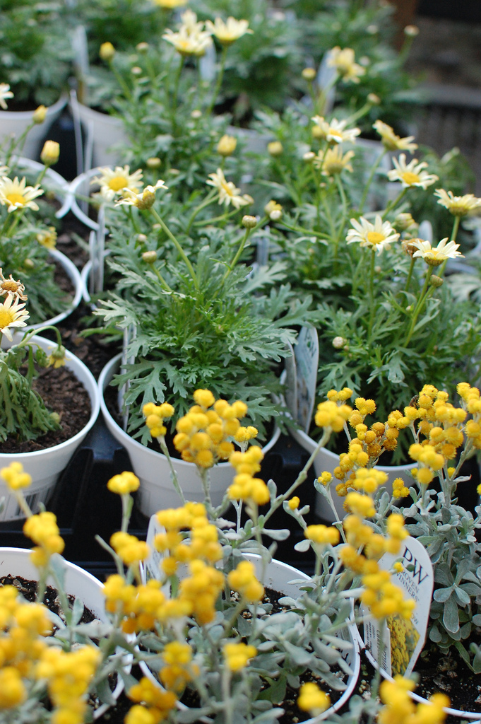 Pretty Potted Yellow and White Flowers