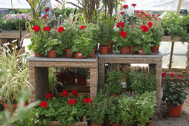 Potted Plants at a Swedish Nursery