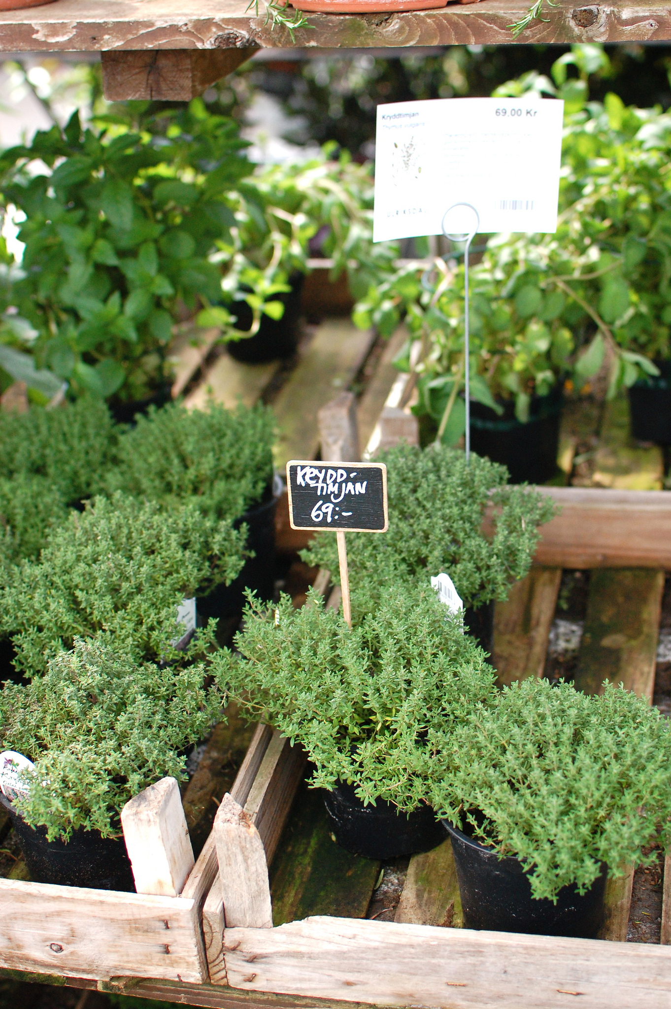 Potted Thyme Plants