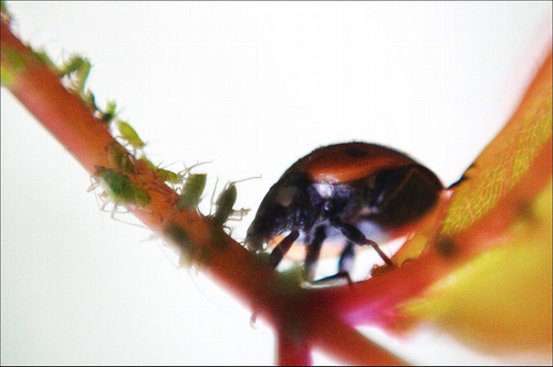 aphids and ladybug