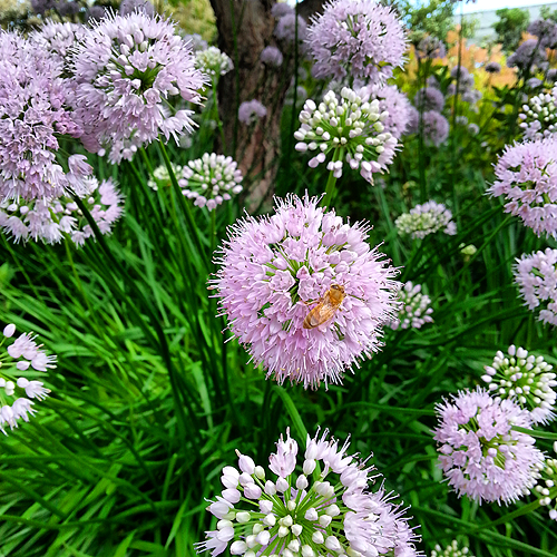 Alliums