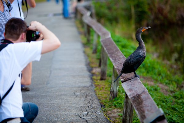 photographer taking a photo of a wild bird