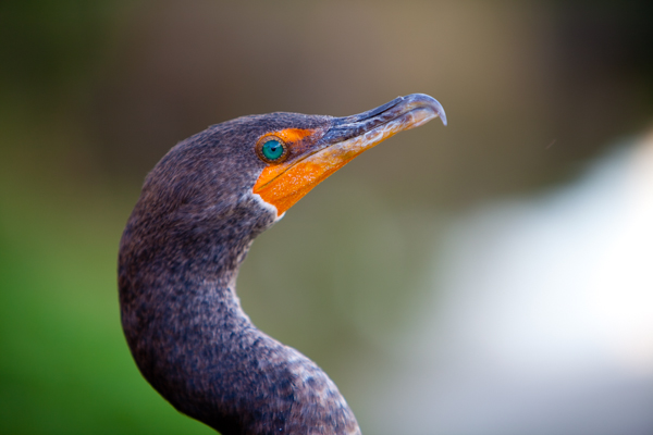 Close up of a colorful bird in the Florida Everglades