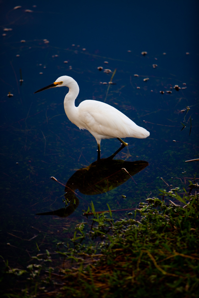 Another bird in the Everglades