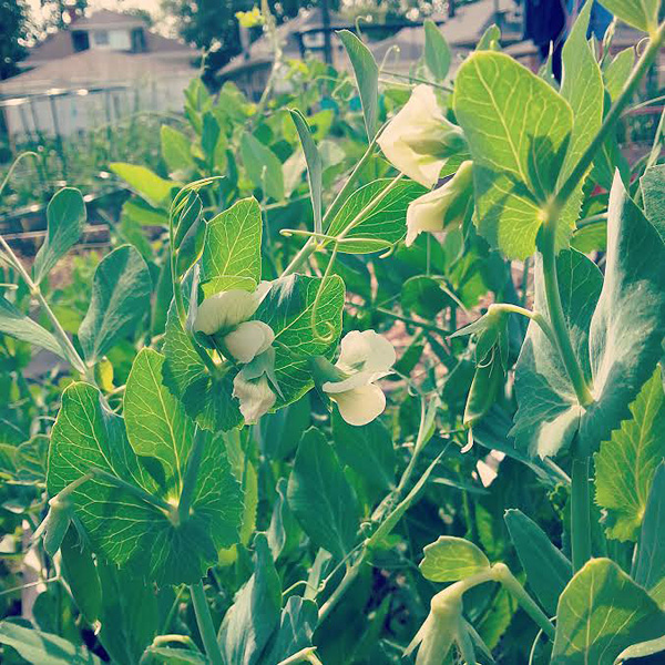 pea plants growing in a garden