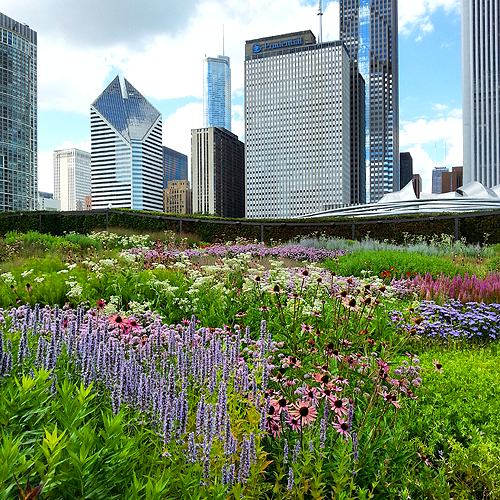 Prairie garden