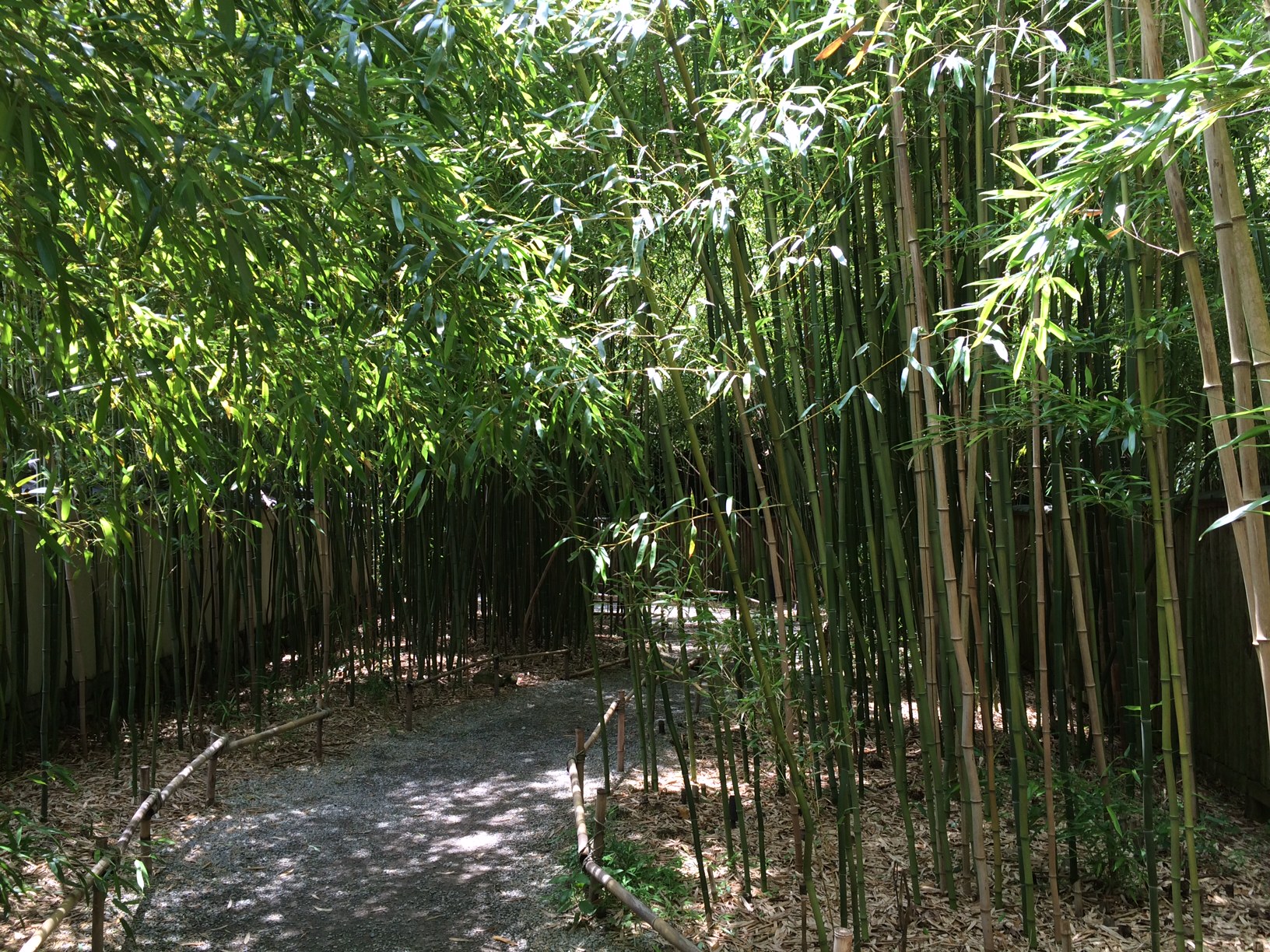 Bamboo forest at Cheekwood Botanical Garden